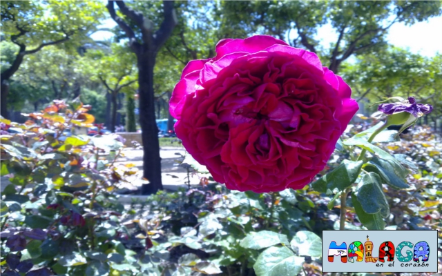 Jardines de Pedro Luis Alonso